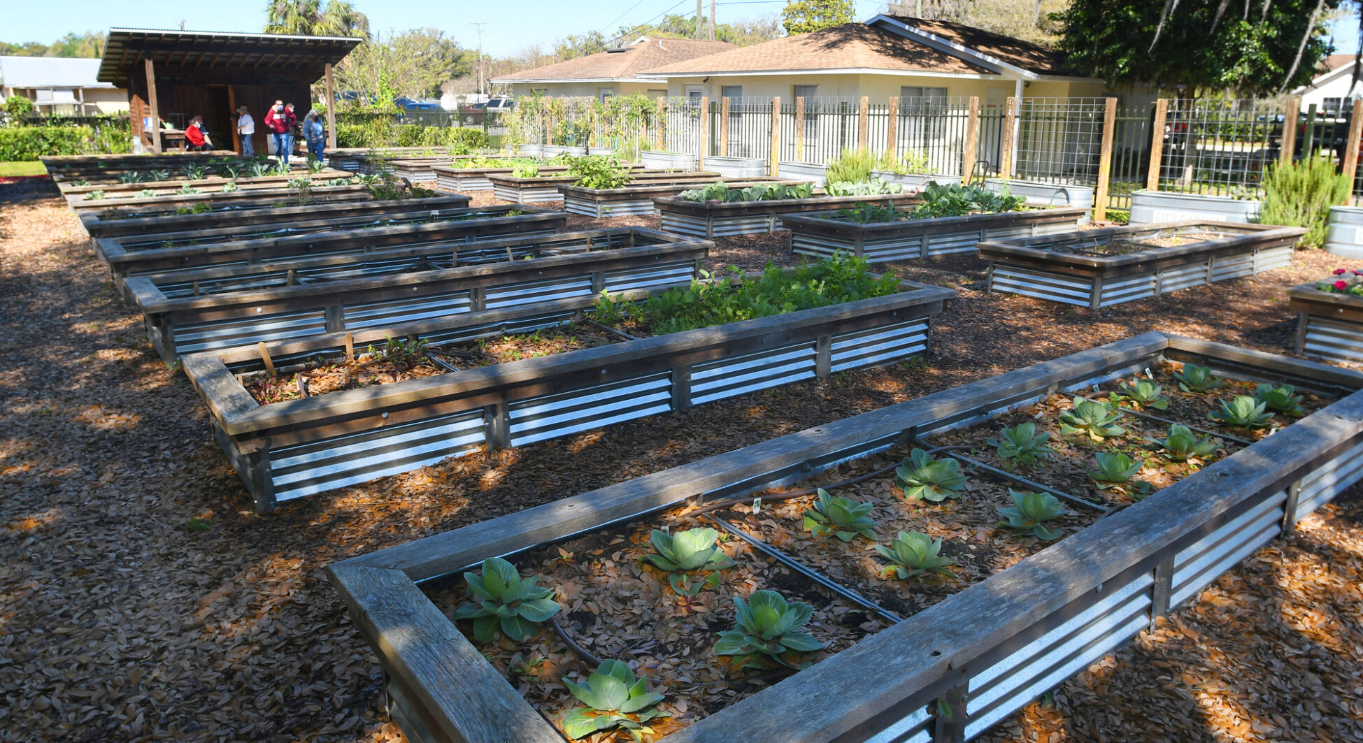 garden 6
